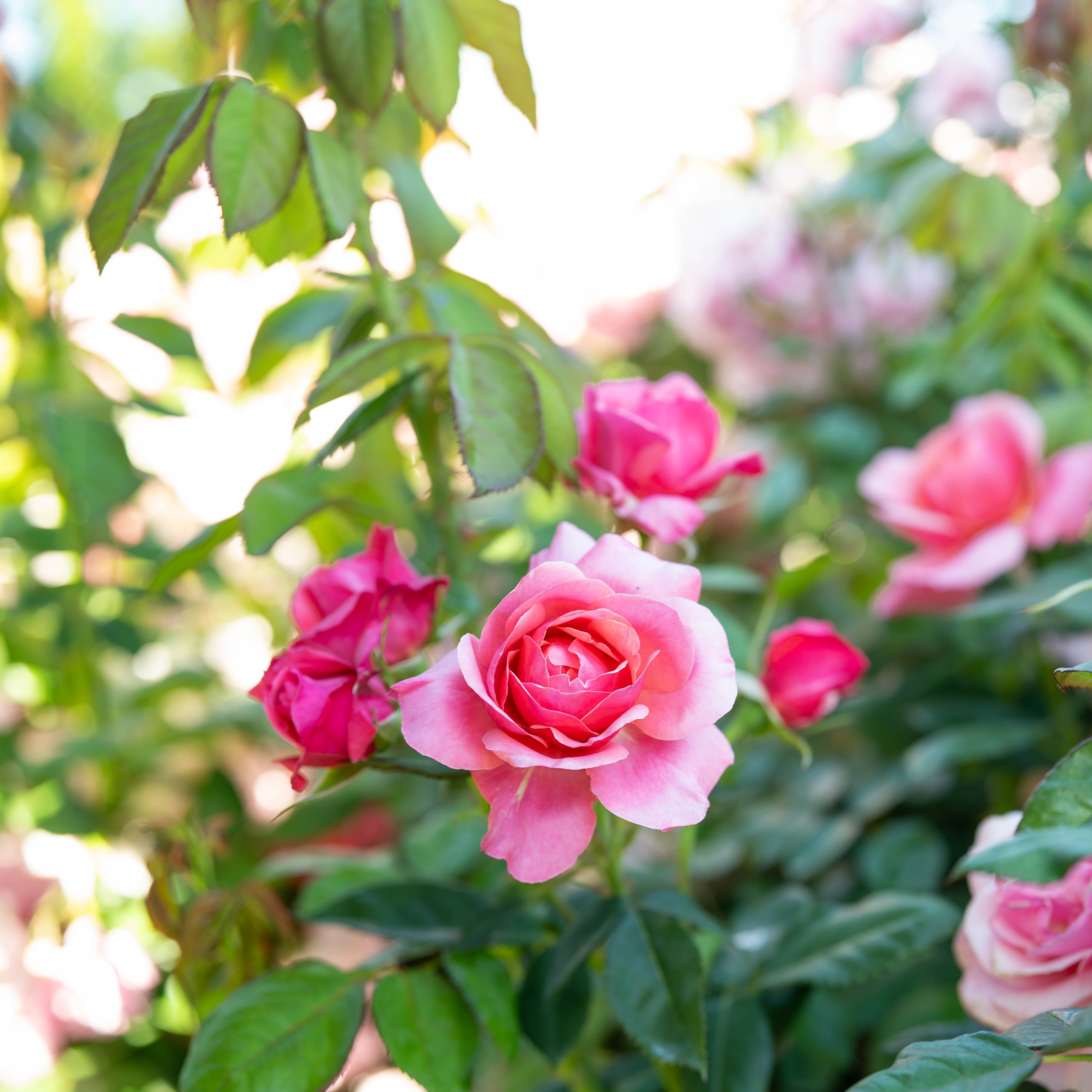 Uptown Girl® Potted Tree Rose