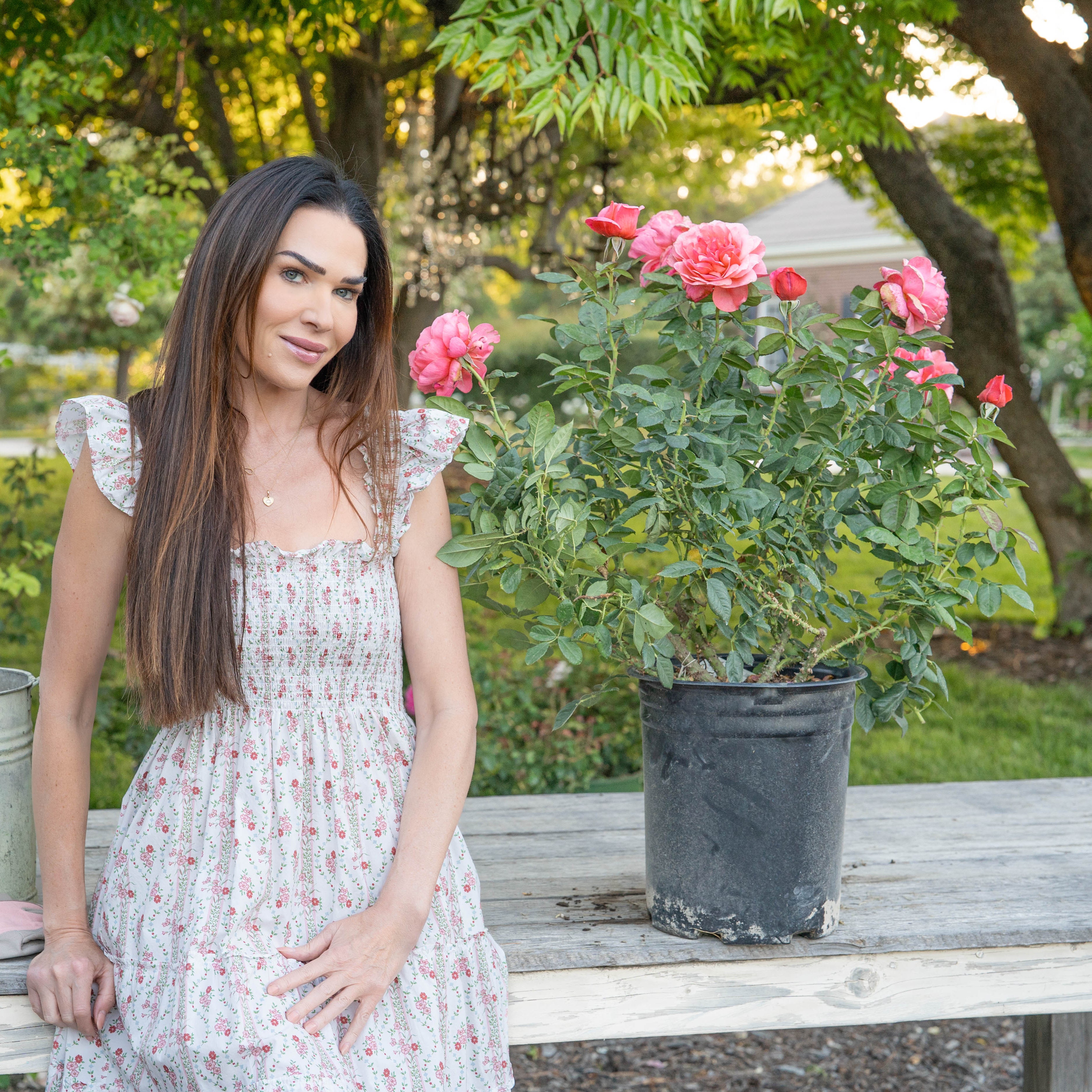 Uptown Girl® Bare Root Rose Bush