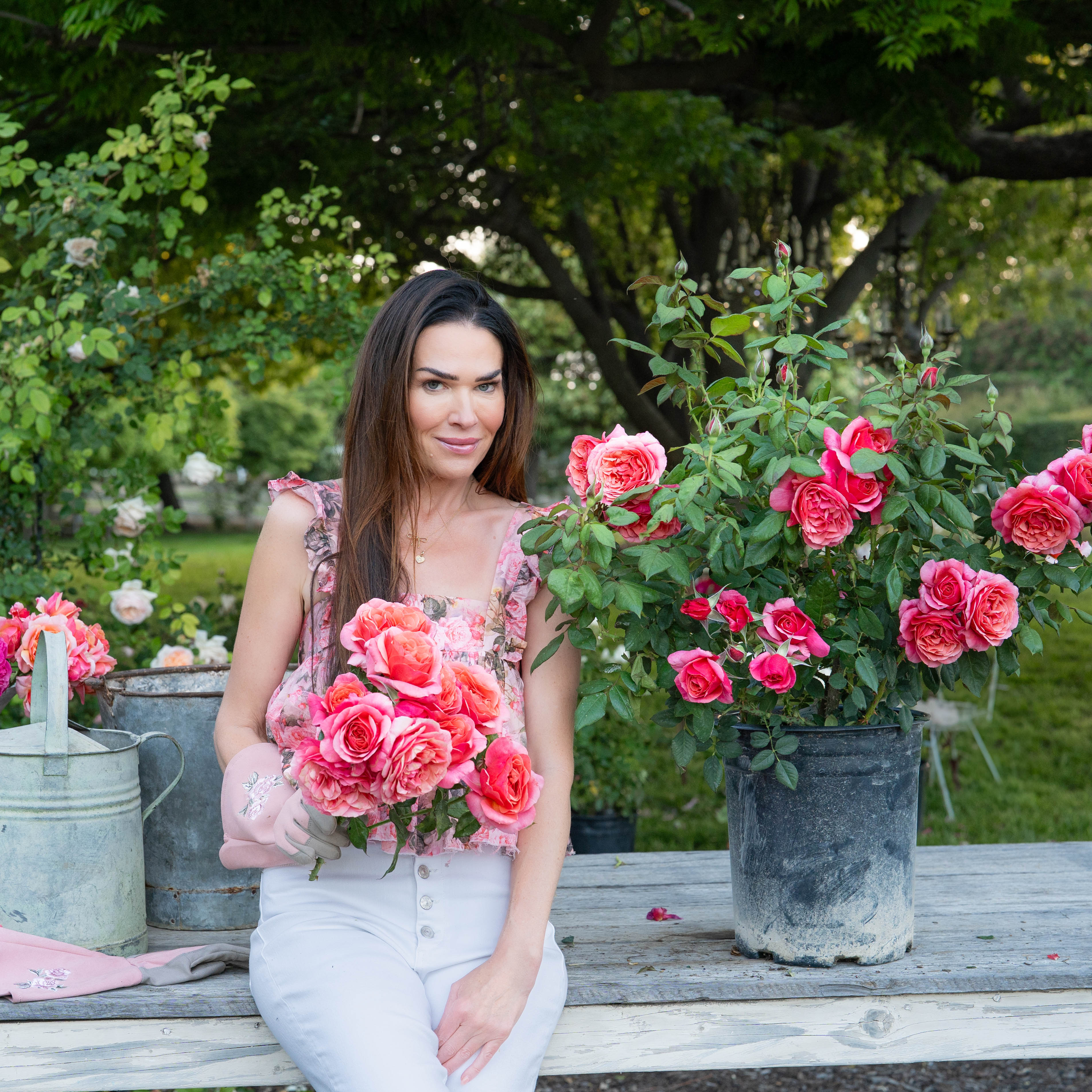 Uptown Girl® Potted Rose Bush