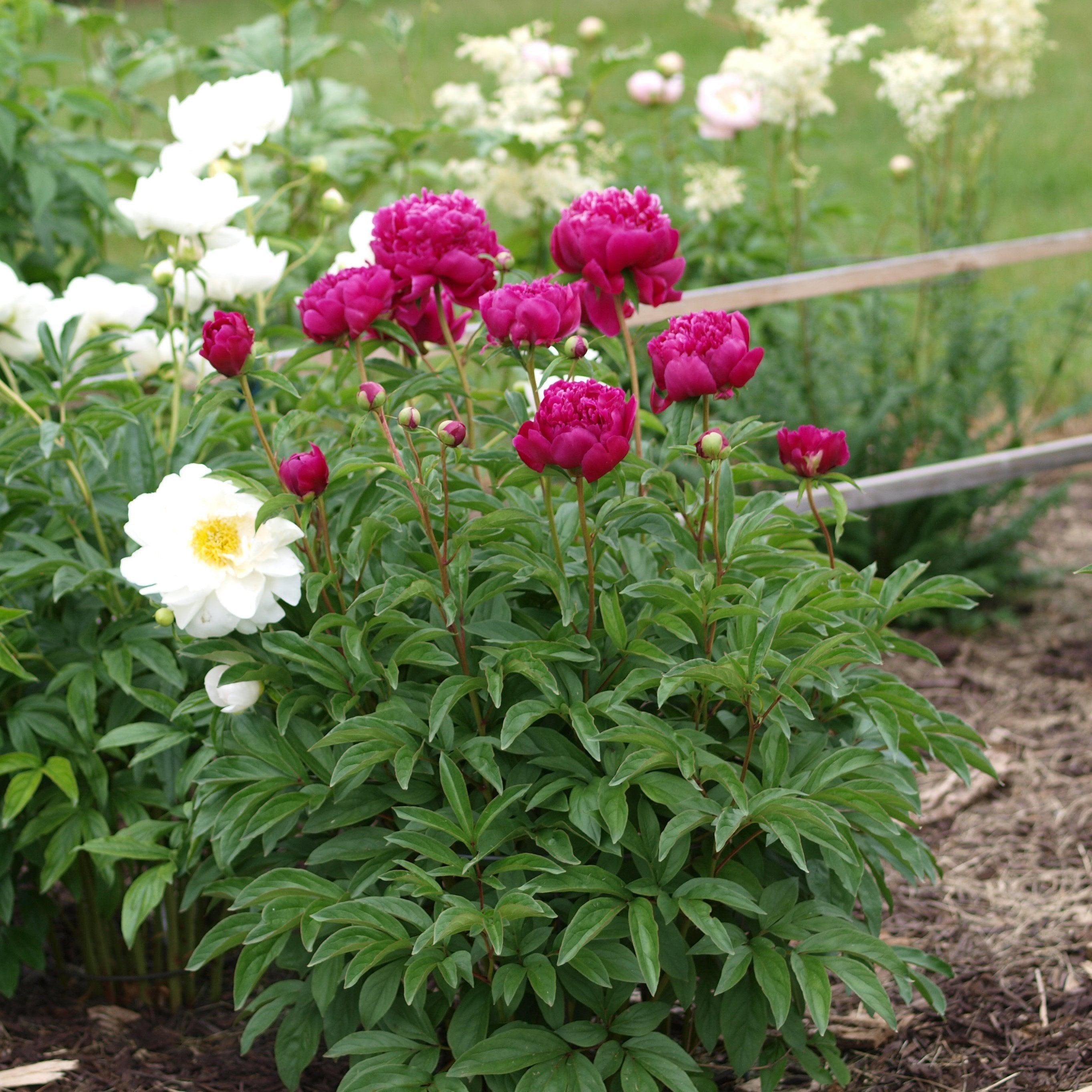 Peony 'Kansas' Potted Peony Plant