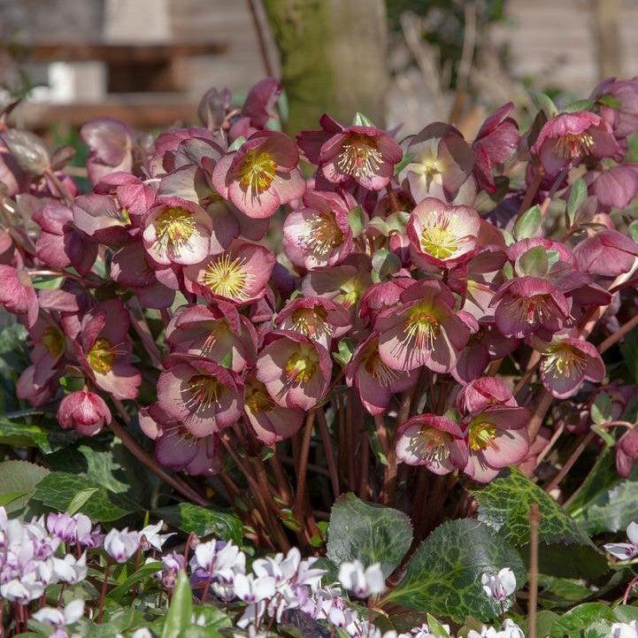 helleborus potted plants Helleborus x hybridus 'Elemental' Potted Lenten Rose Plant