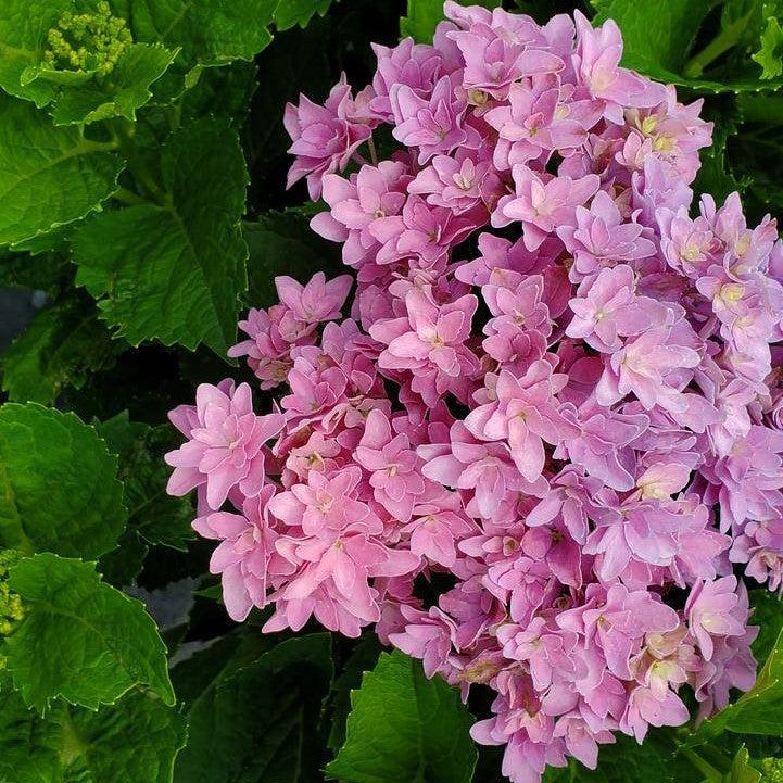 Hydrangea Bloomin' Easy® Starfield™ Potted Bigleaf Hydrangea Bush