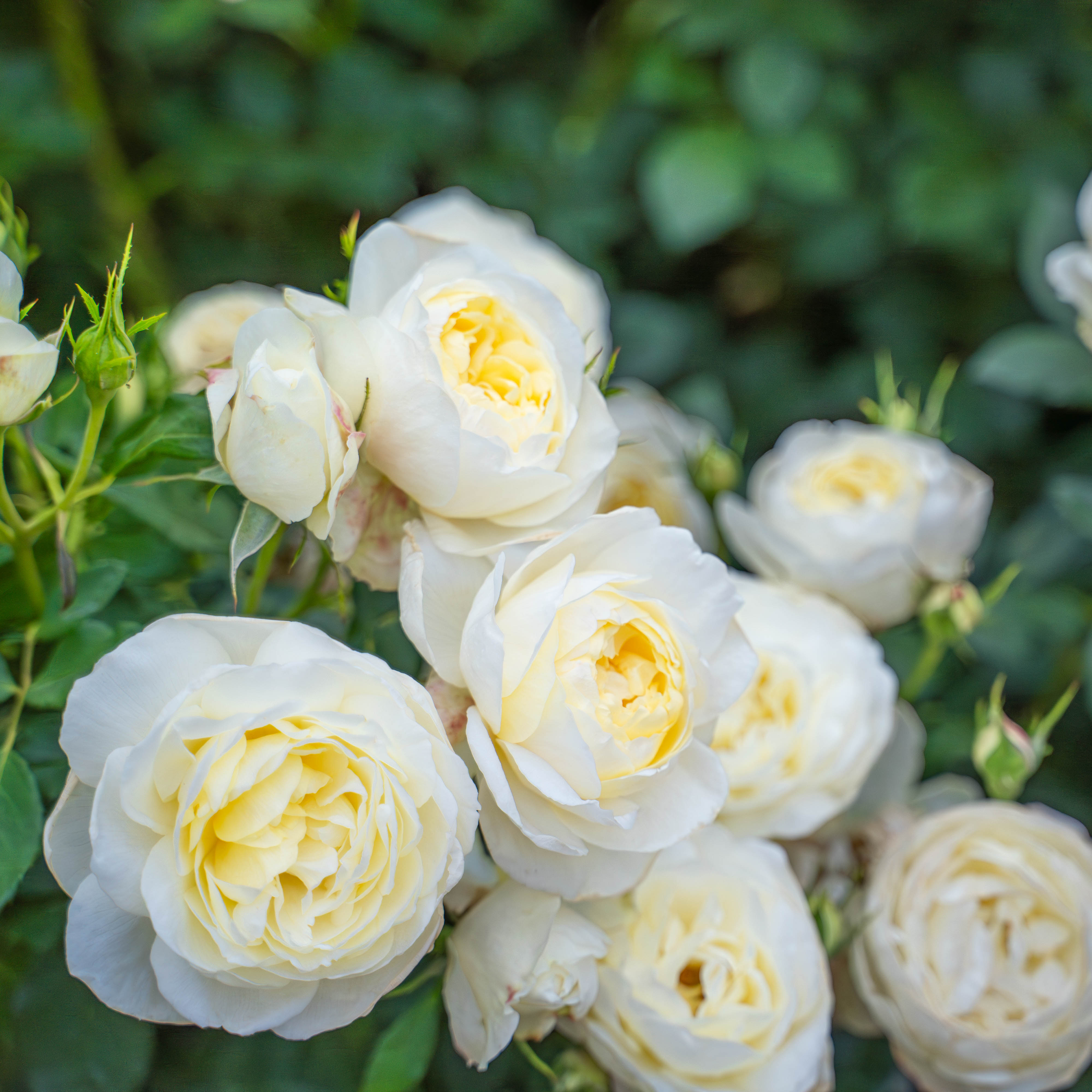 David Austin® Vanessa Bell® Potted Rose Bush