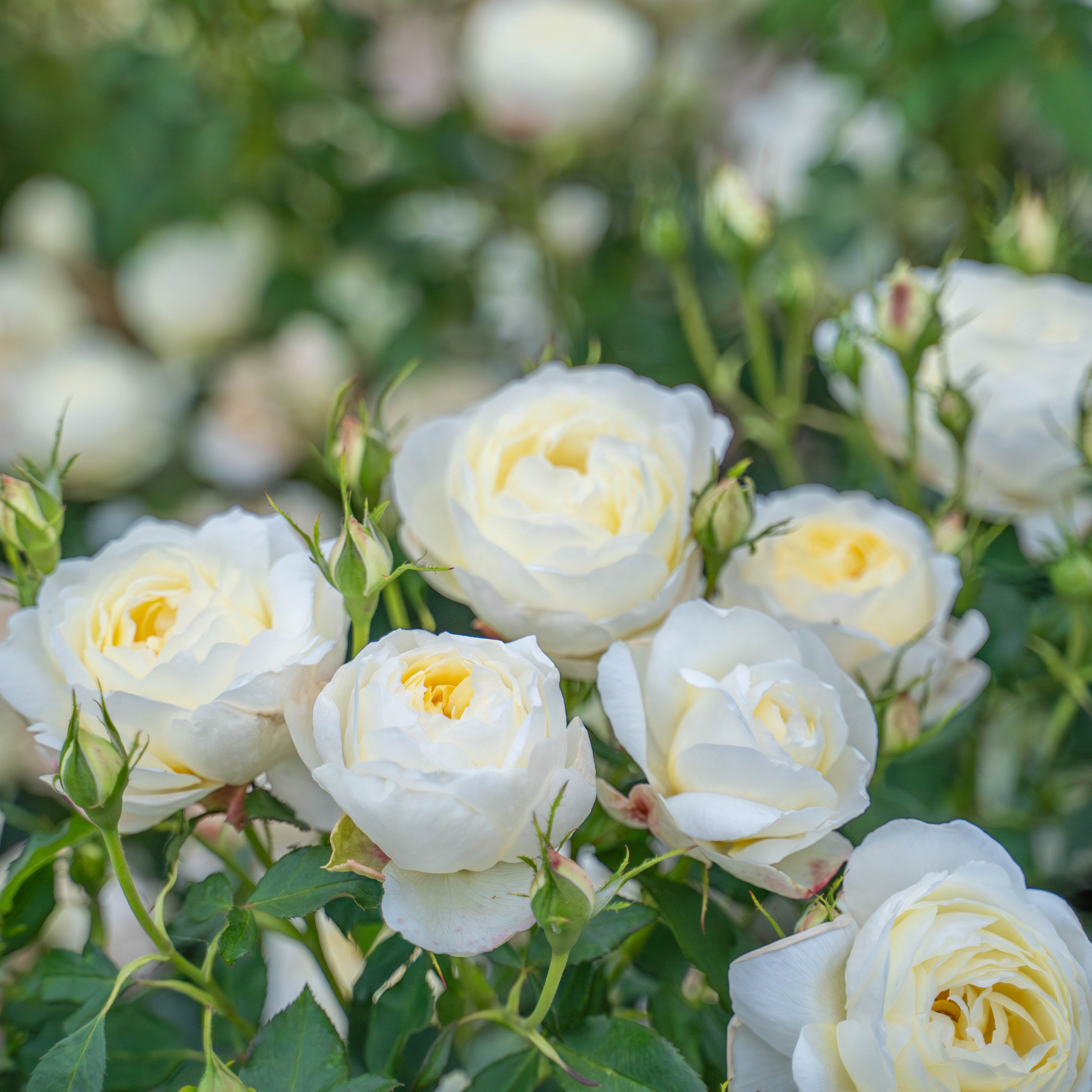 David Austin® Vanessa Bell® Potted Rose Bush