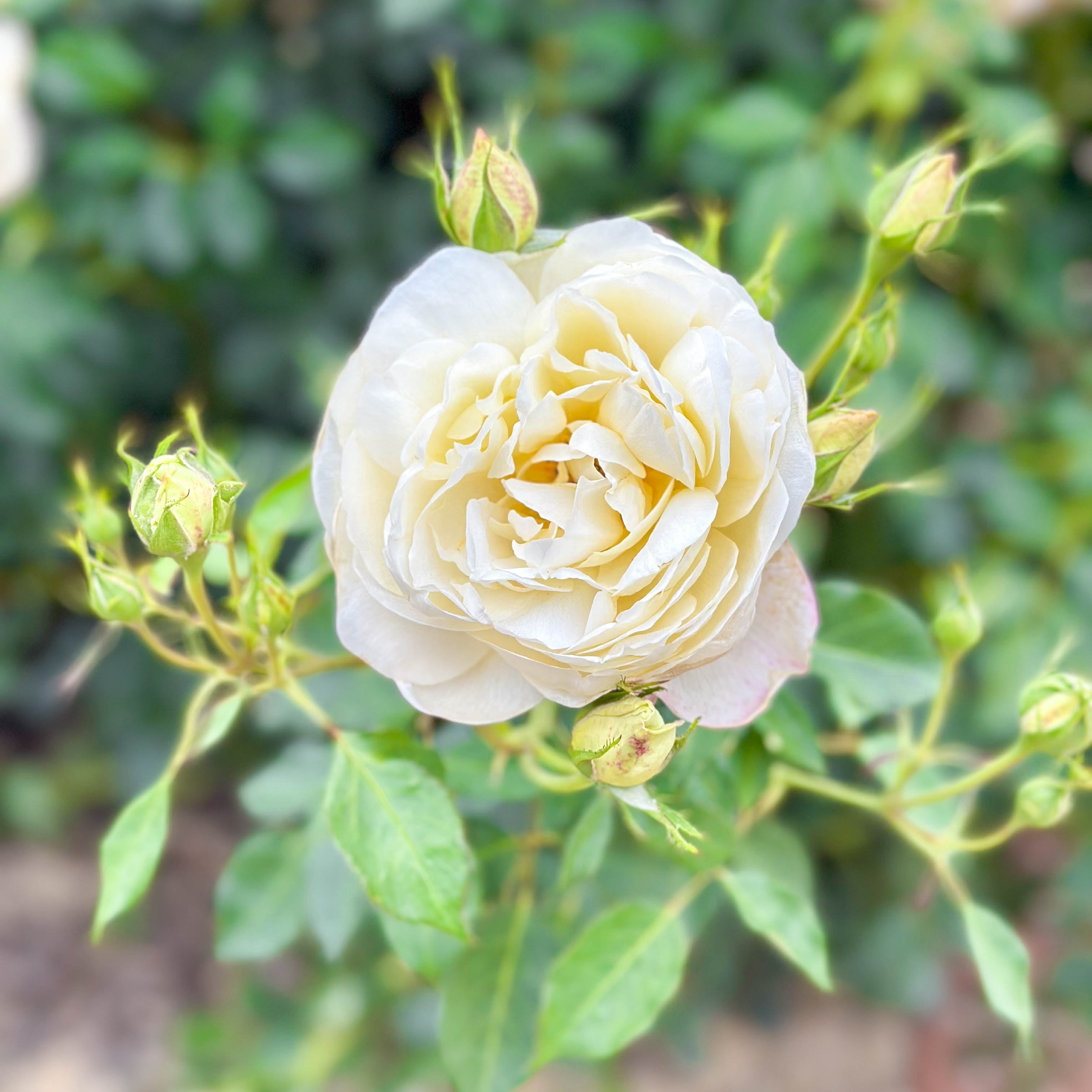 David Austin® Vanessa Bell® Potted Rose Bush
