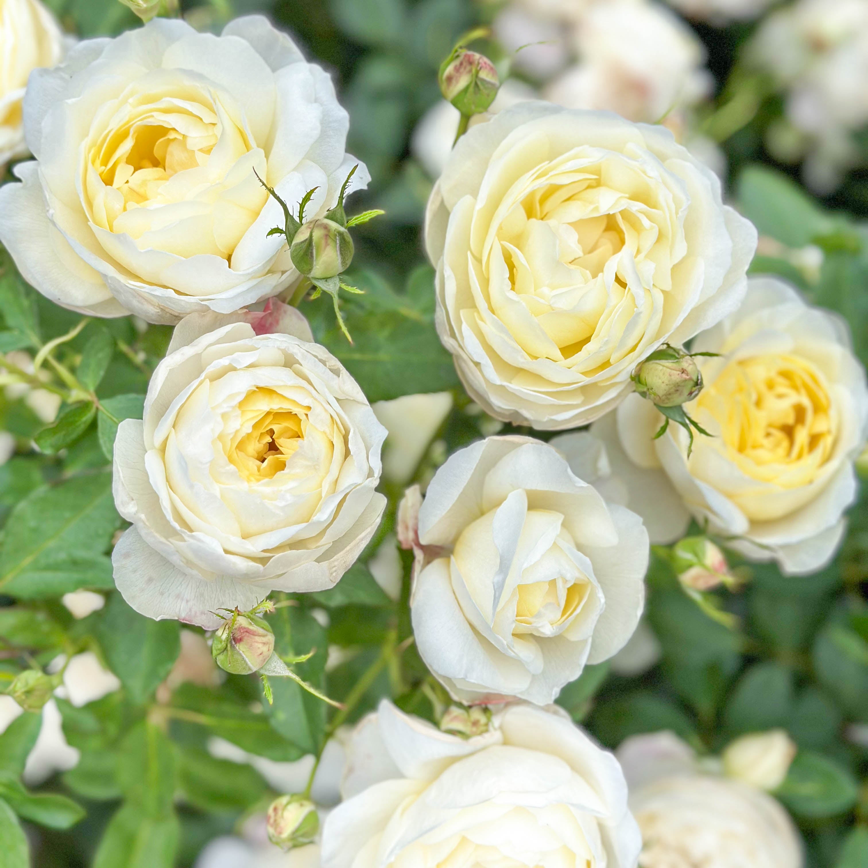 Vanessa Bell Potted Rose Bush | Yellow David Austin Rose | Grace