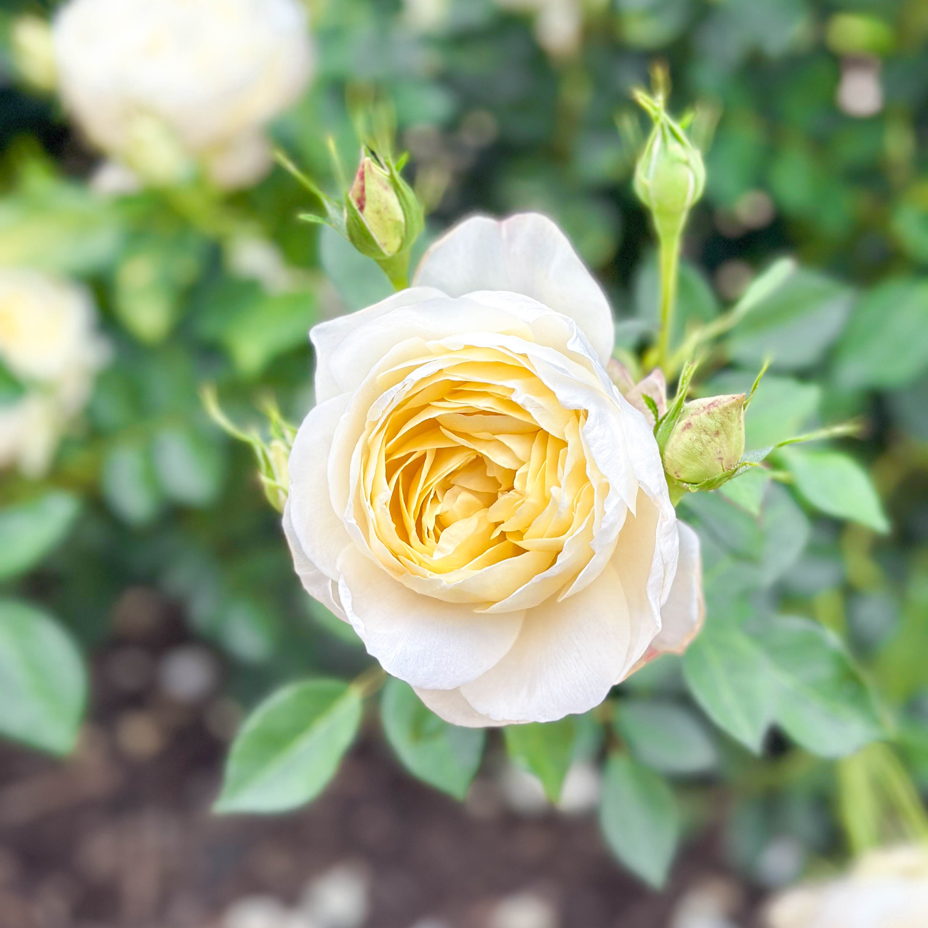 David Austin® Vanessa Bell® Potted Rose Bush