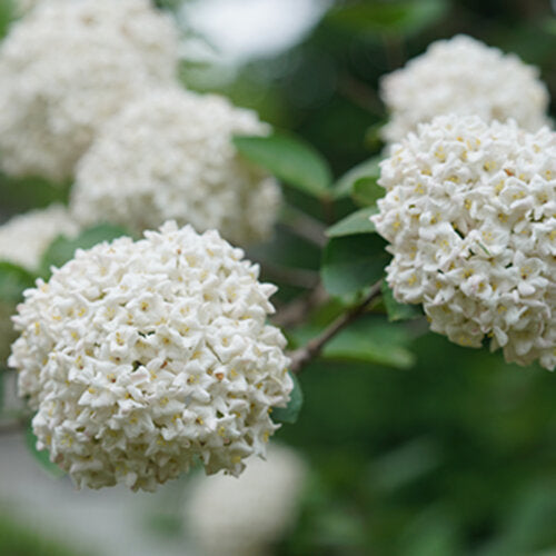 Proven Winners® Viburnum Spice Cowboy® Potted Korean Spice Viburnum Bush