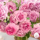 Violets Pride™ Potted Rose Bush