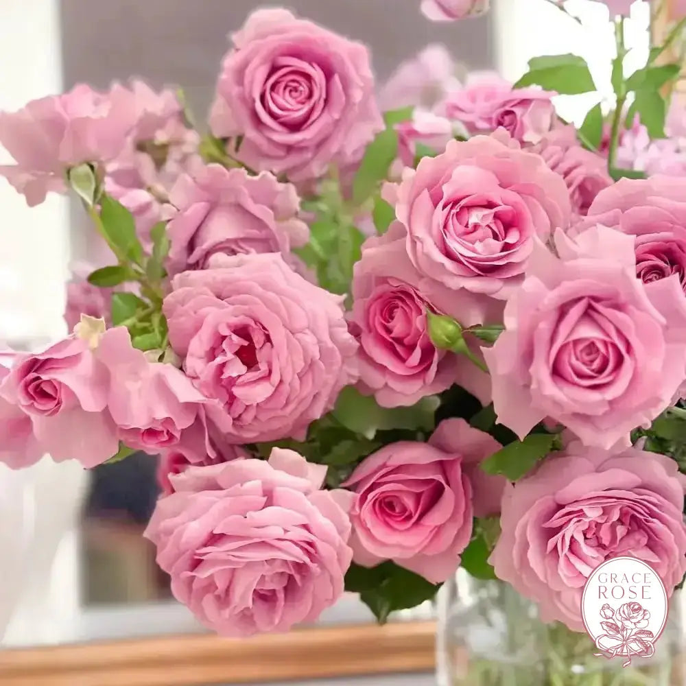 Violets Pride™ Potted Rose Bush