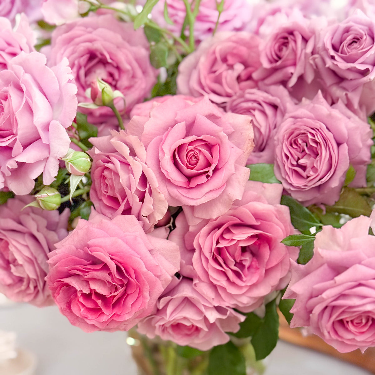 Violet's Pride™ Bare Root Tree Rose