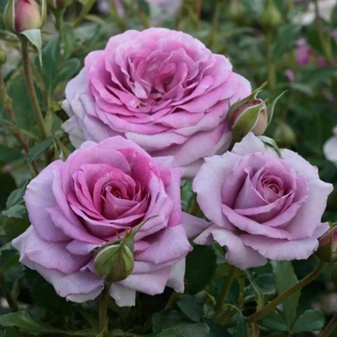 Violet's Pride™ Bare Root Tree Rose