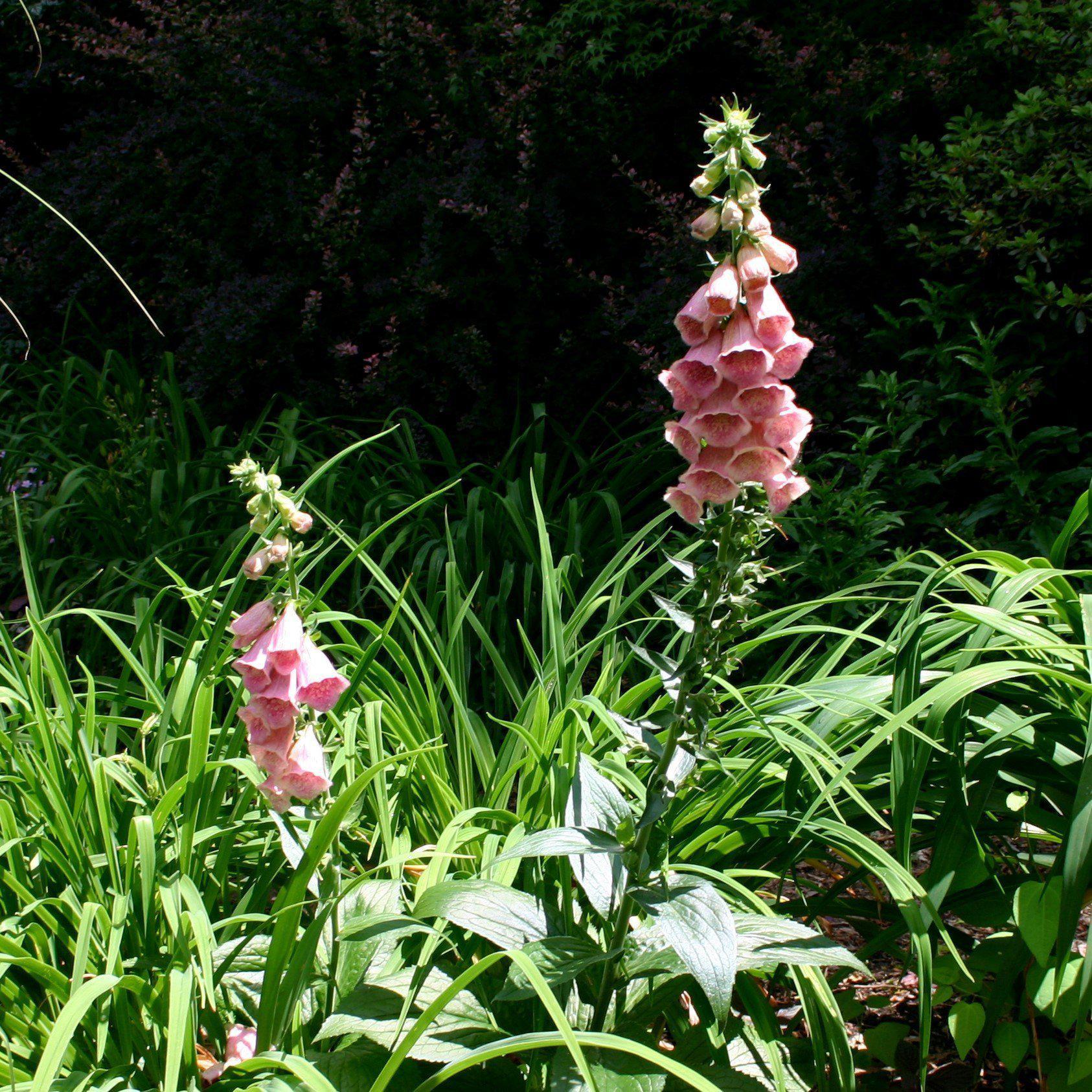 Foxglove mertonensis Potted Strawberry Foxglove Plant