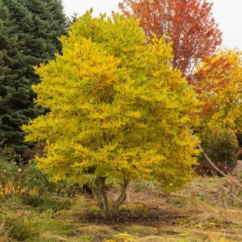 First Editions® Magnolia 'Centennial Blush' Potted Star Magnolia Plant