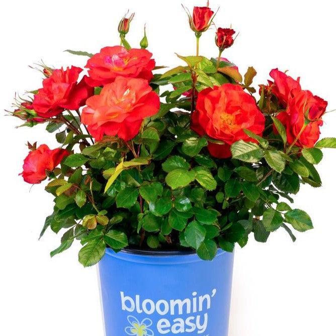 Rose Bloomin' Easy® Cinnamon Hearts™ Potted Rose Bush