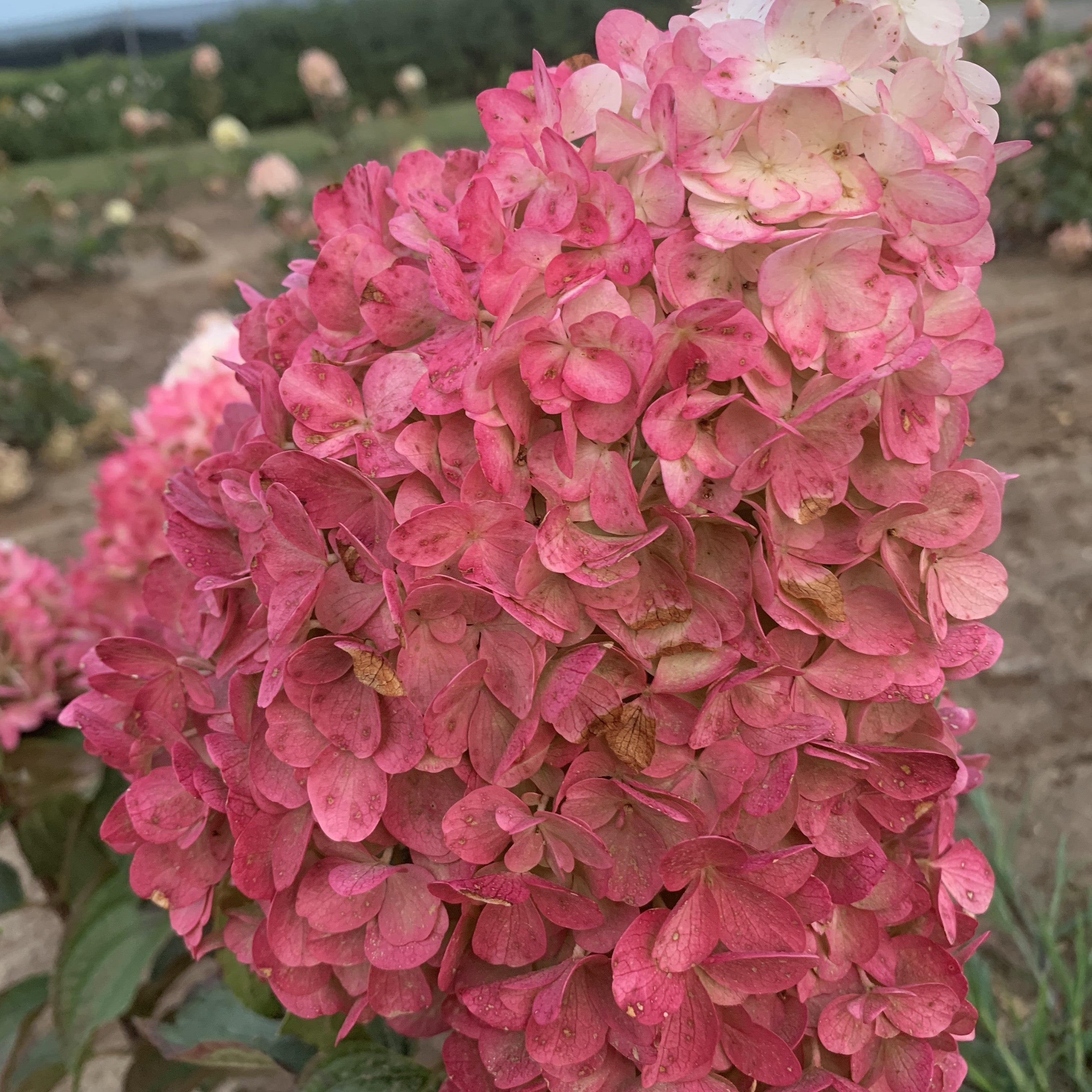 Hydrangea Magical® Ruby Snow Potted Panicle/Hardy Hydrangea Bush