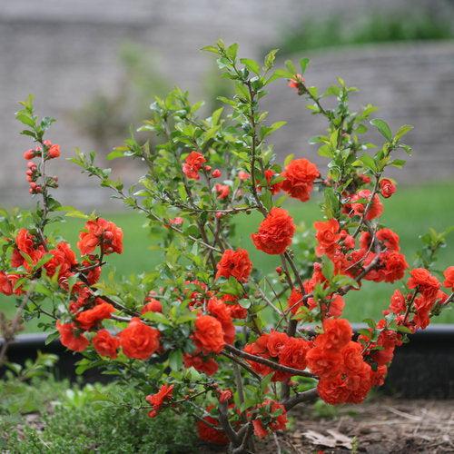 Chaenomeles speciosa 'Orange Storm' USPP 20,950 - PW® Double Take™ Orange Flowering Quince