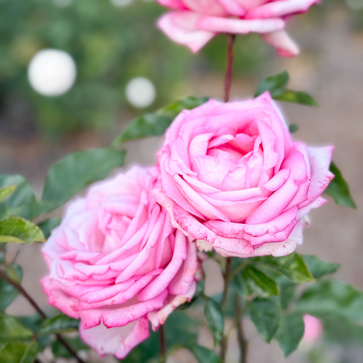 Eleganza® Wedding Bells™ Bare Root Rose Bush