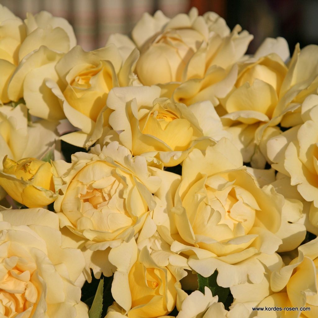 Eleganza® Winter Sun™ Bare Root Rose Bush