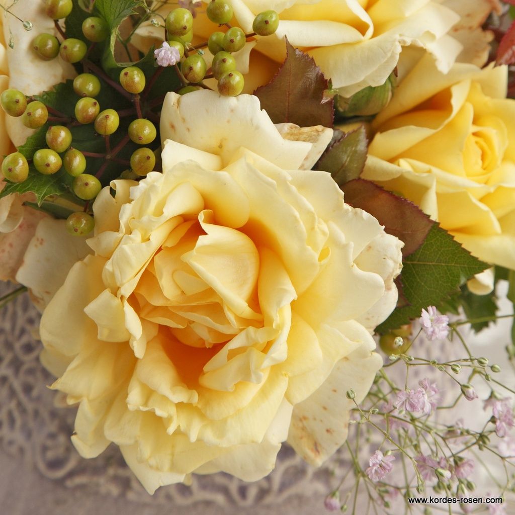 Eleganza® Winter Sun™ Bare Root Rose Bush
