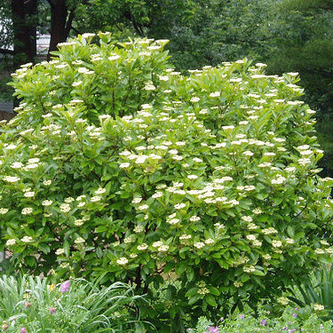 American Beauties® Native Plants Viburnum nudum 'Winterthur' Potted Viburnum Bush