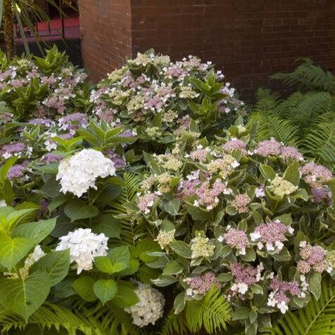 Hydrangea First Editions® Light-O-Day® Potted Hydrangea Plant