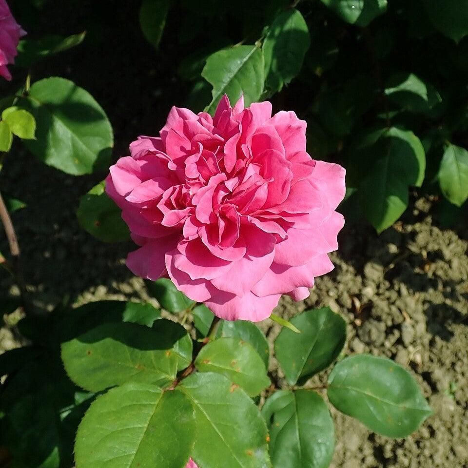 David Austin® Sophy's Rose Potted Rose Bush