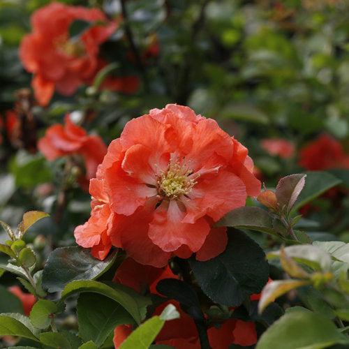 Flowering Quince PW® Double Take™ Peach Potted Flowering Quince Plant