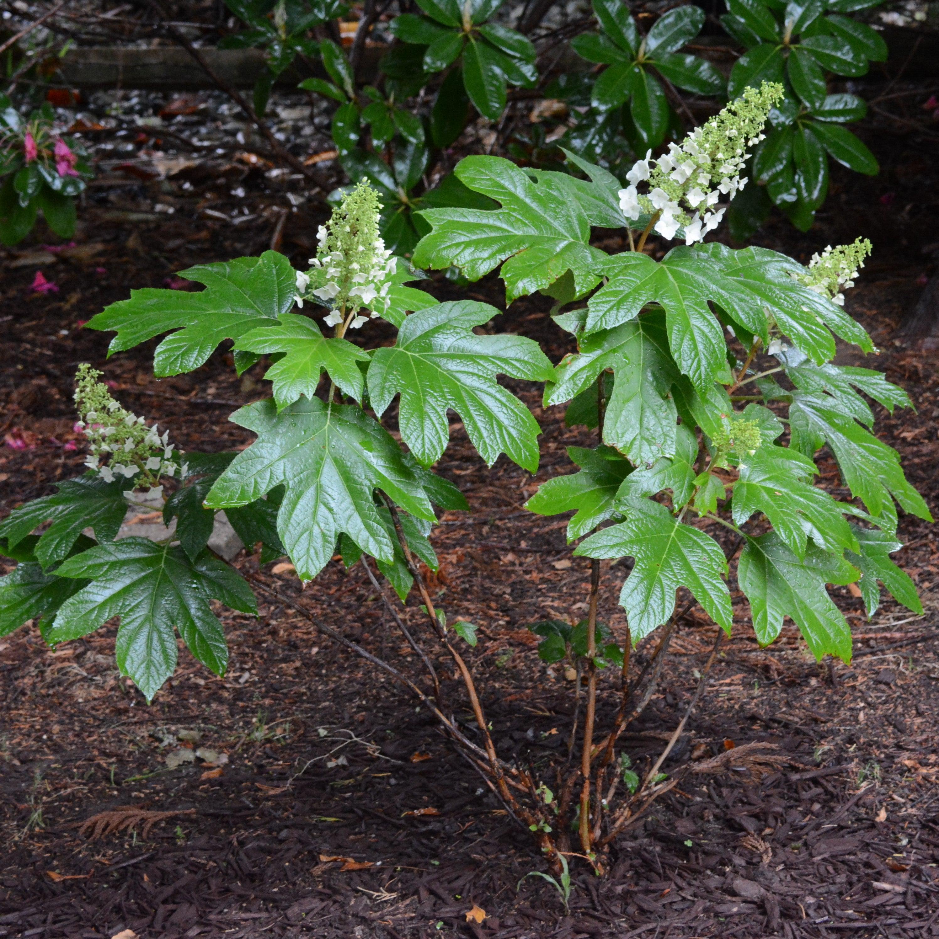 Hydrangea Alice Potted Oakleaf Hydrangea Bush