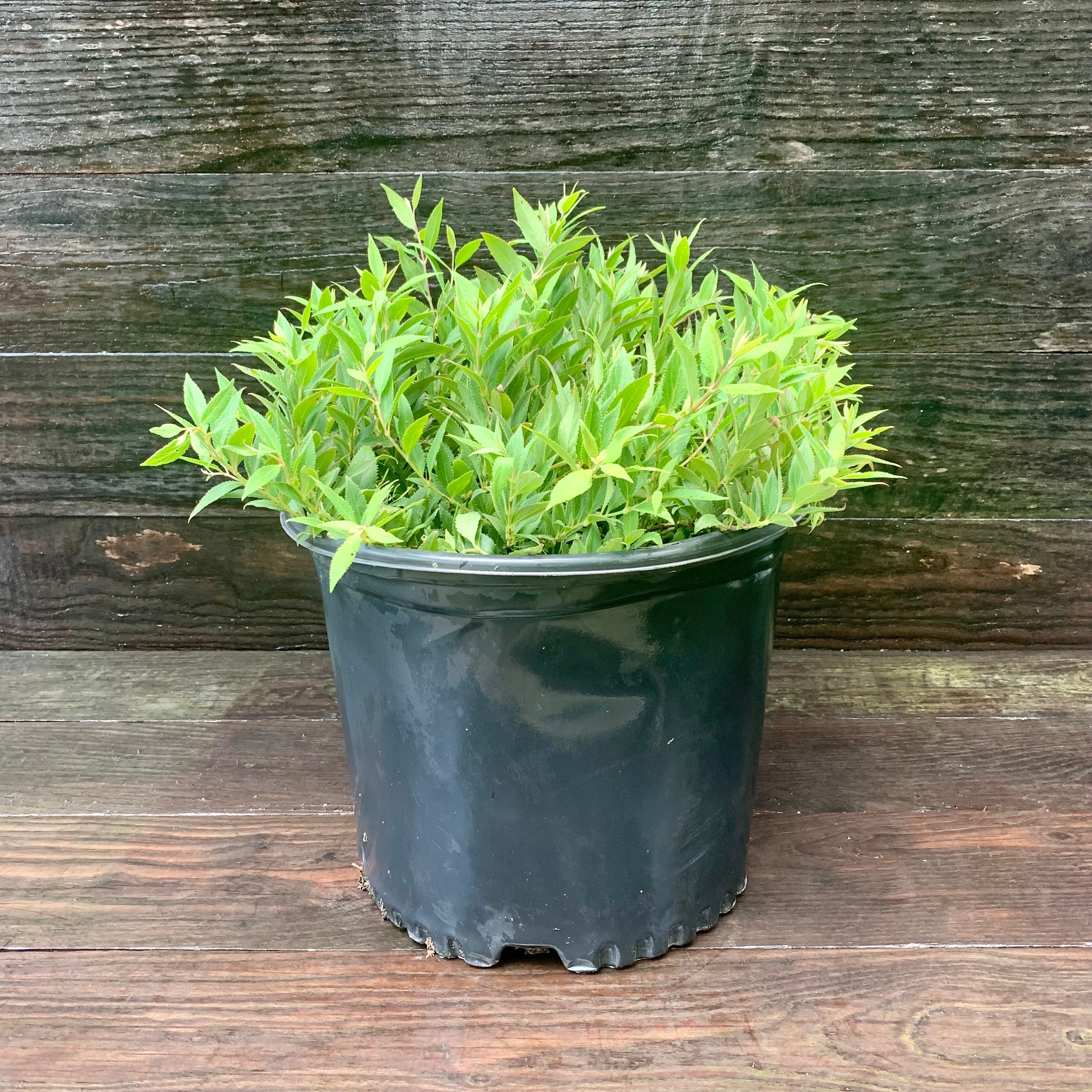 Deutzia gracilis 'Nikko' Potted Deutzia Bush