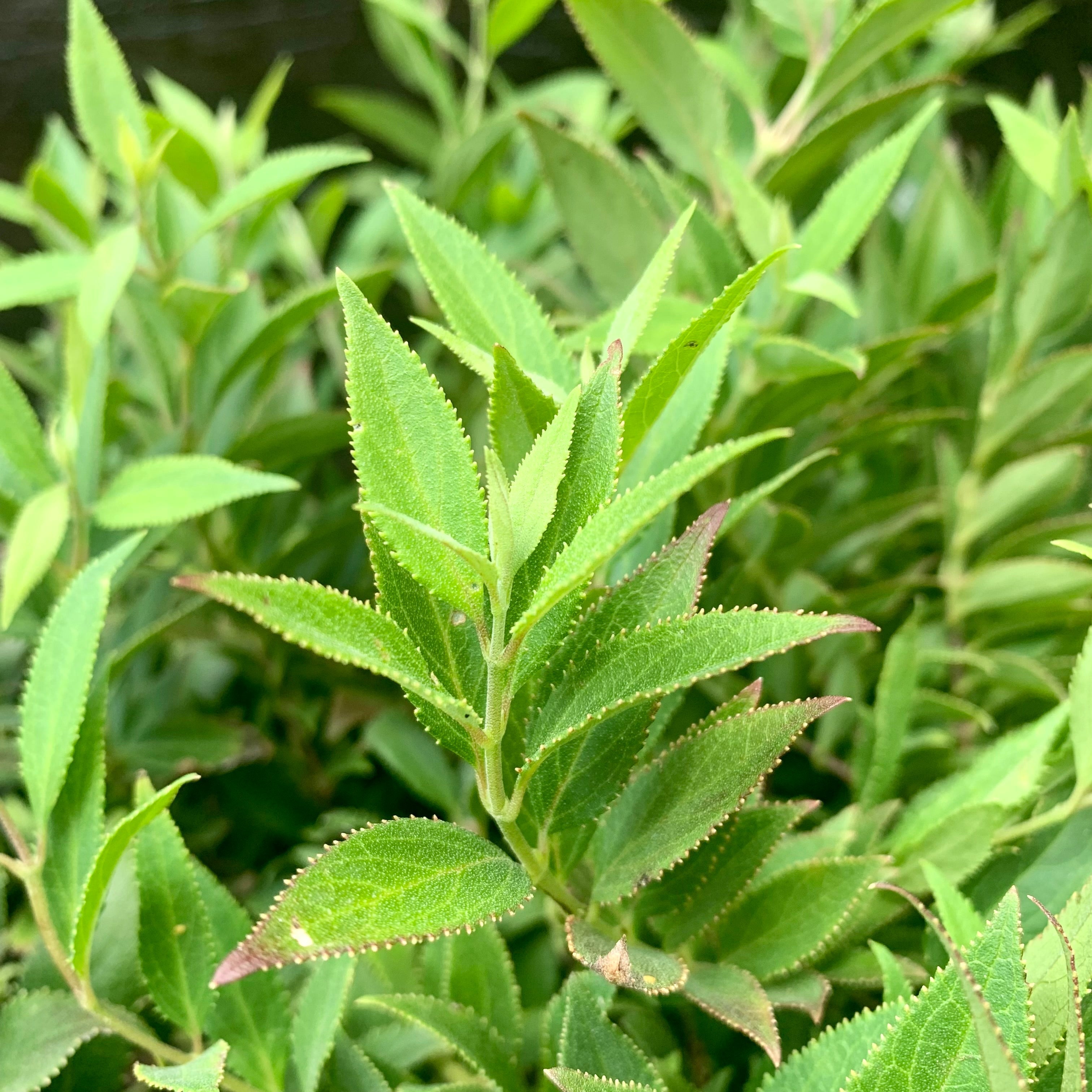 Deutzia gracilis 'Nikko' Potted Deutzia Bush