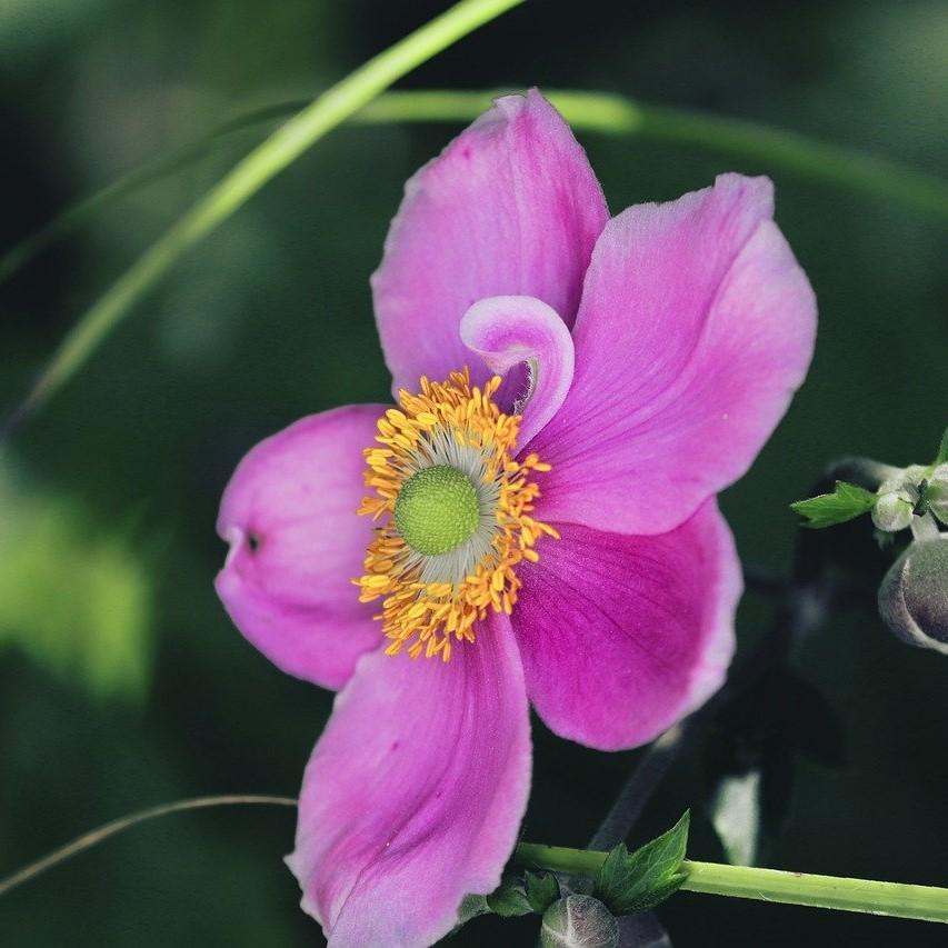 anemone potted plant Anemone 'Red Riding Hood' Potted Anemone Plant