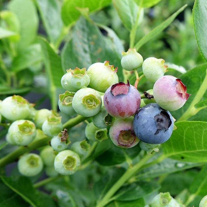 Blueberry 'Polaris' Highbush Potted Blueberry Plant