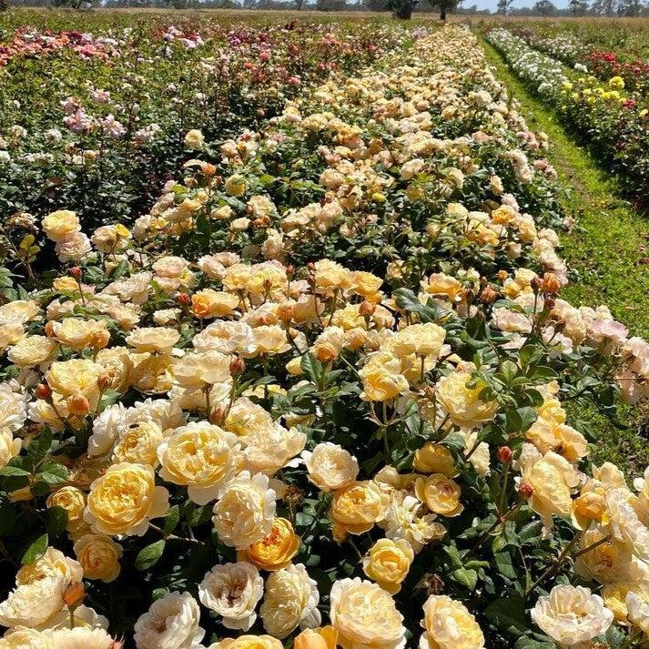 David Austin® Roald Dahl® Potted Rose Bush