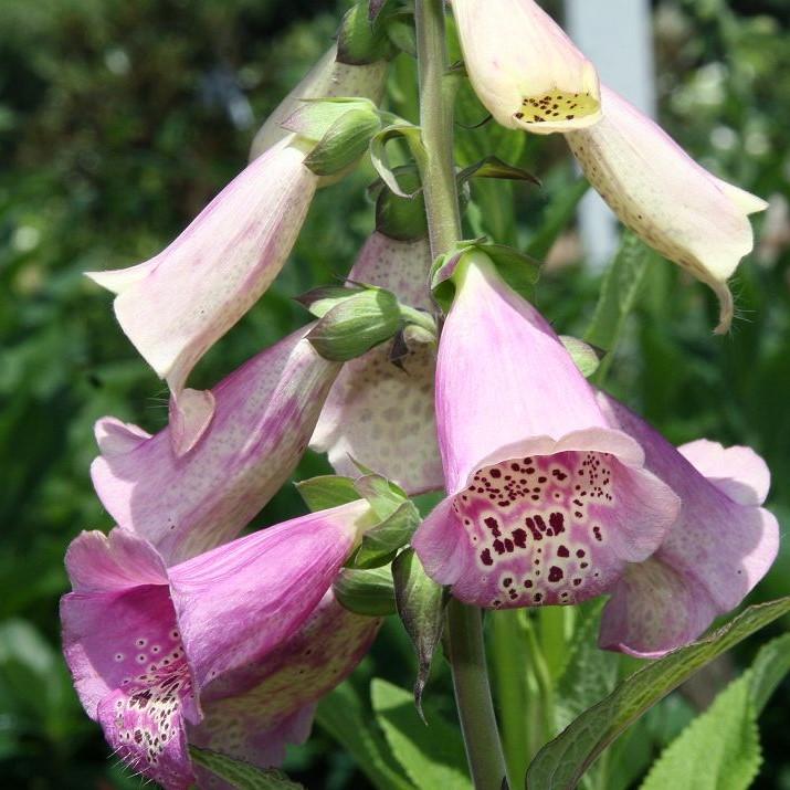 Foxglove Camelot Lavender Potted Foxglove Plant