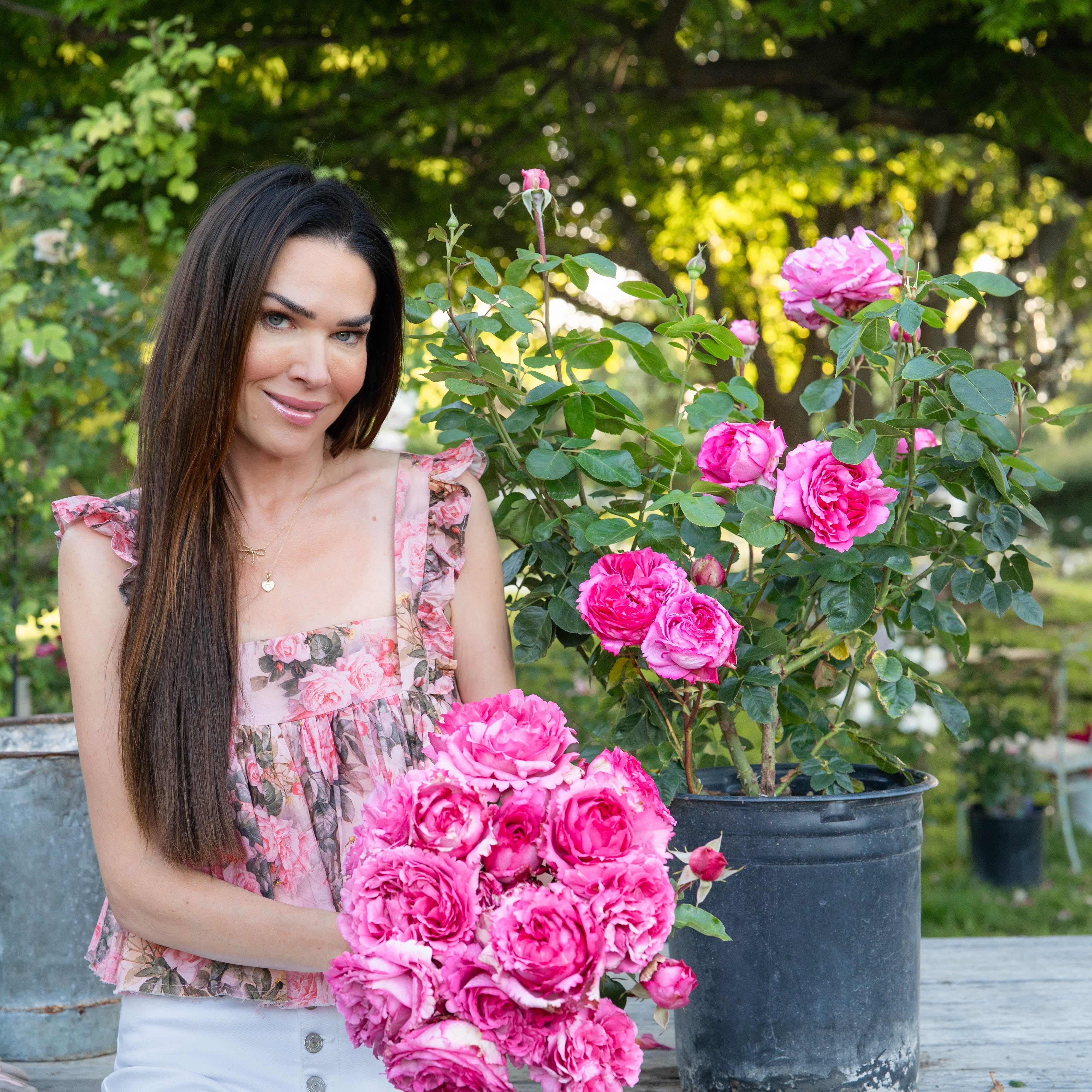 Yves Piaget® Bare Root Rose Bush