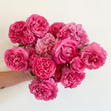 Yves Piaget® Bare Root Tree Rose