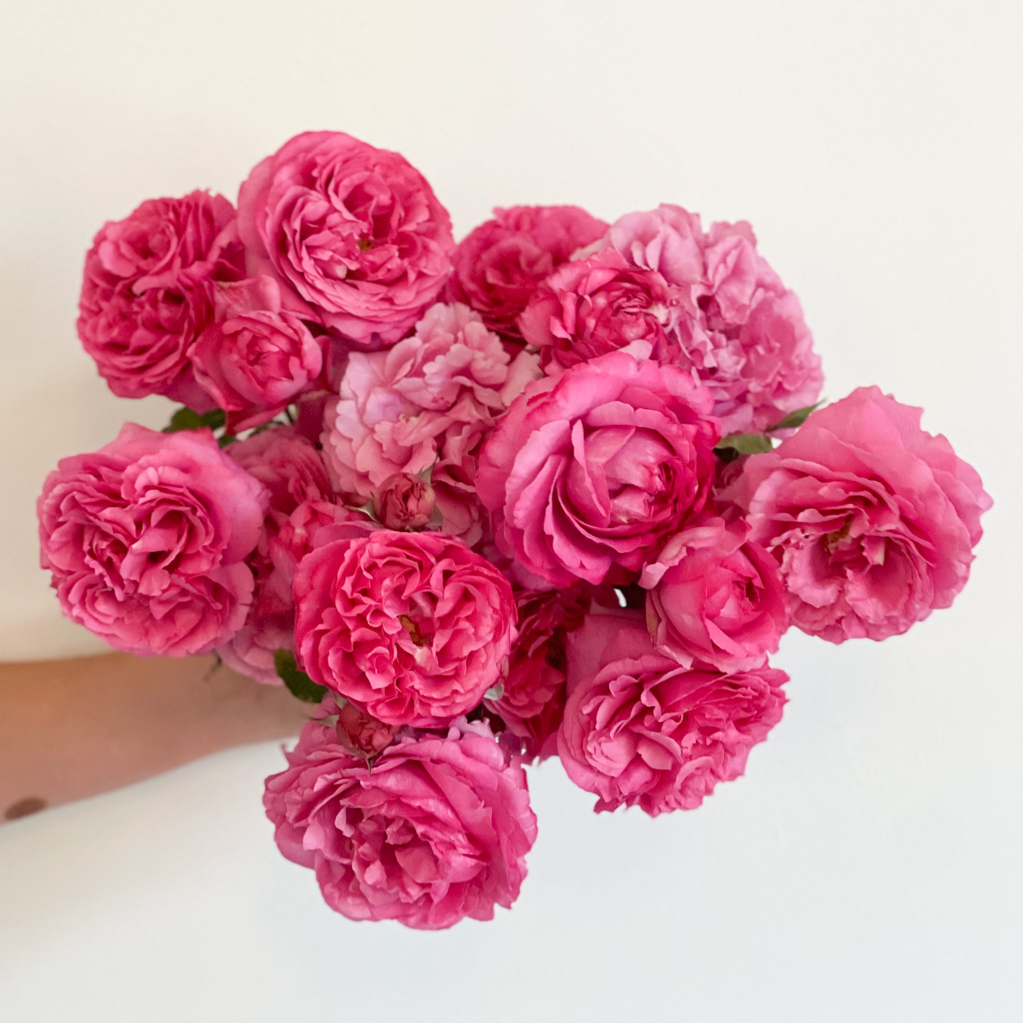 Yves Piaget® Potted Tree Rose