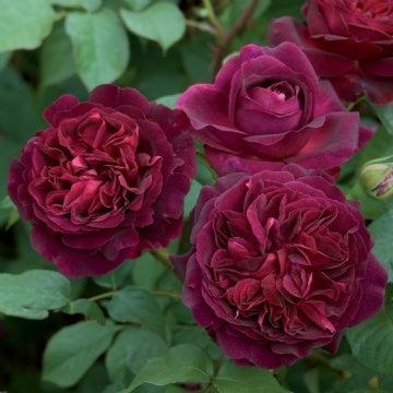 David Austin® Munstead Wood® Potted Rose Bush
