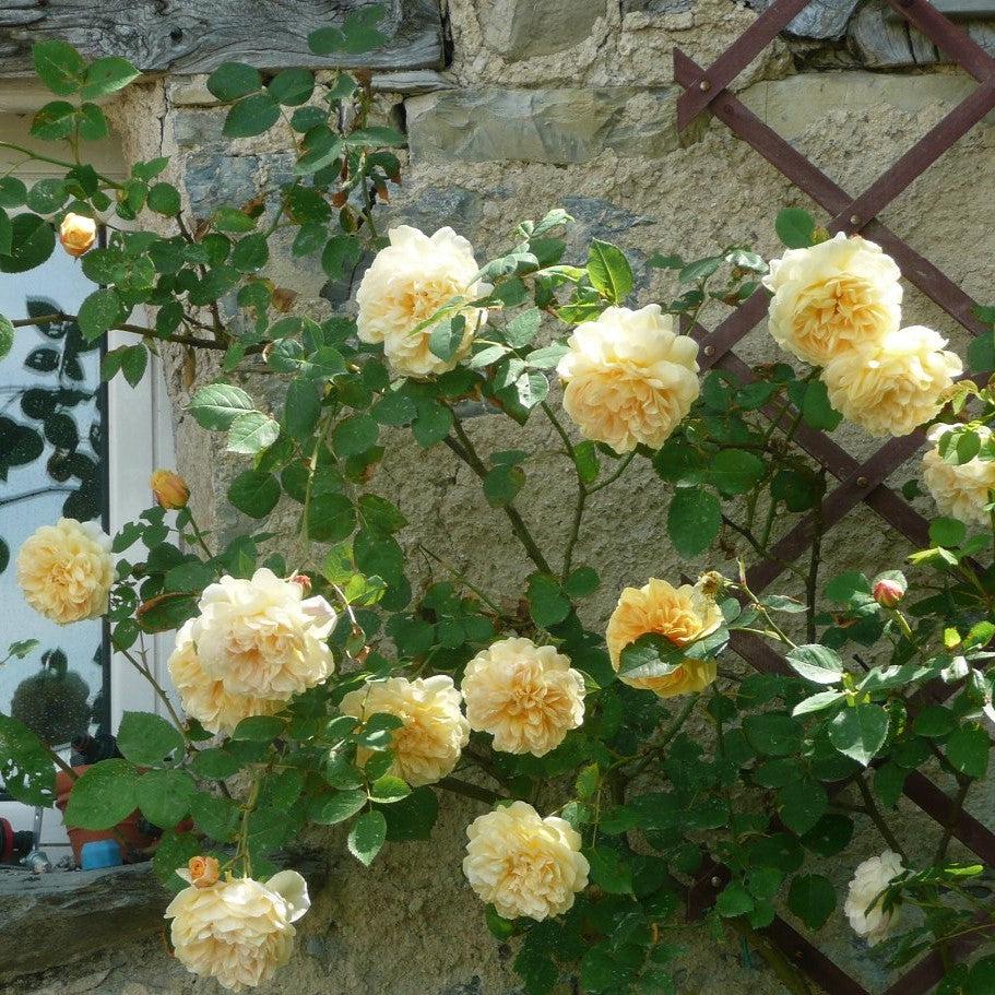 David Austin® Teasing Georgia® Potted Rose Bush