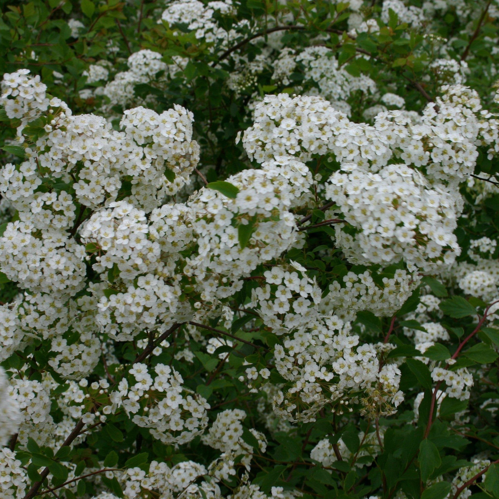 Bridal Wreath Spiraea 'Renaissance' Potted Bridal Wreath Spirea Bush