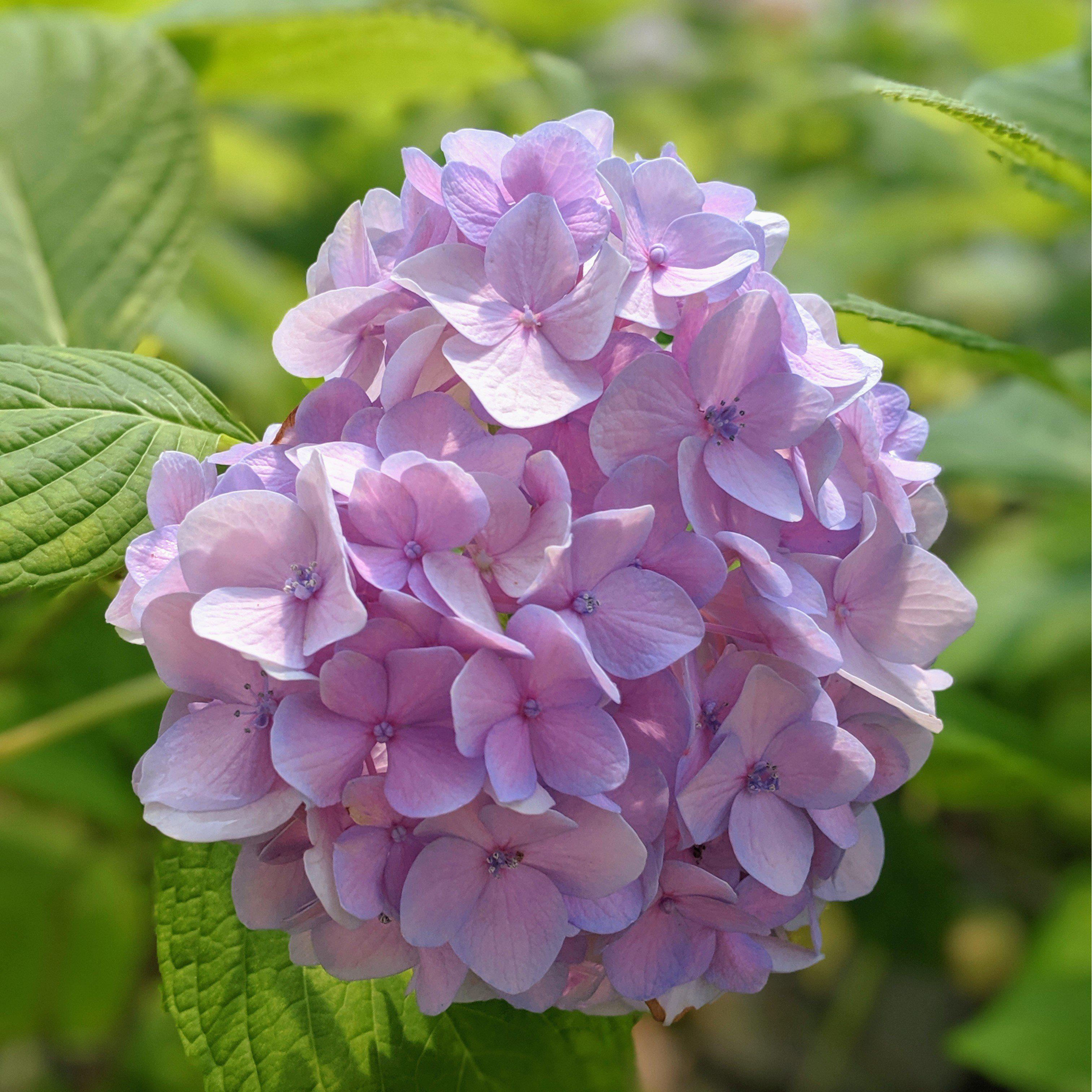 Hydrangea Nikko Blue Potted Hydrangea Plant
