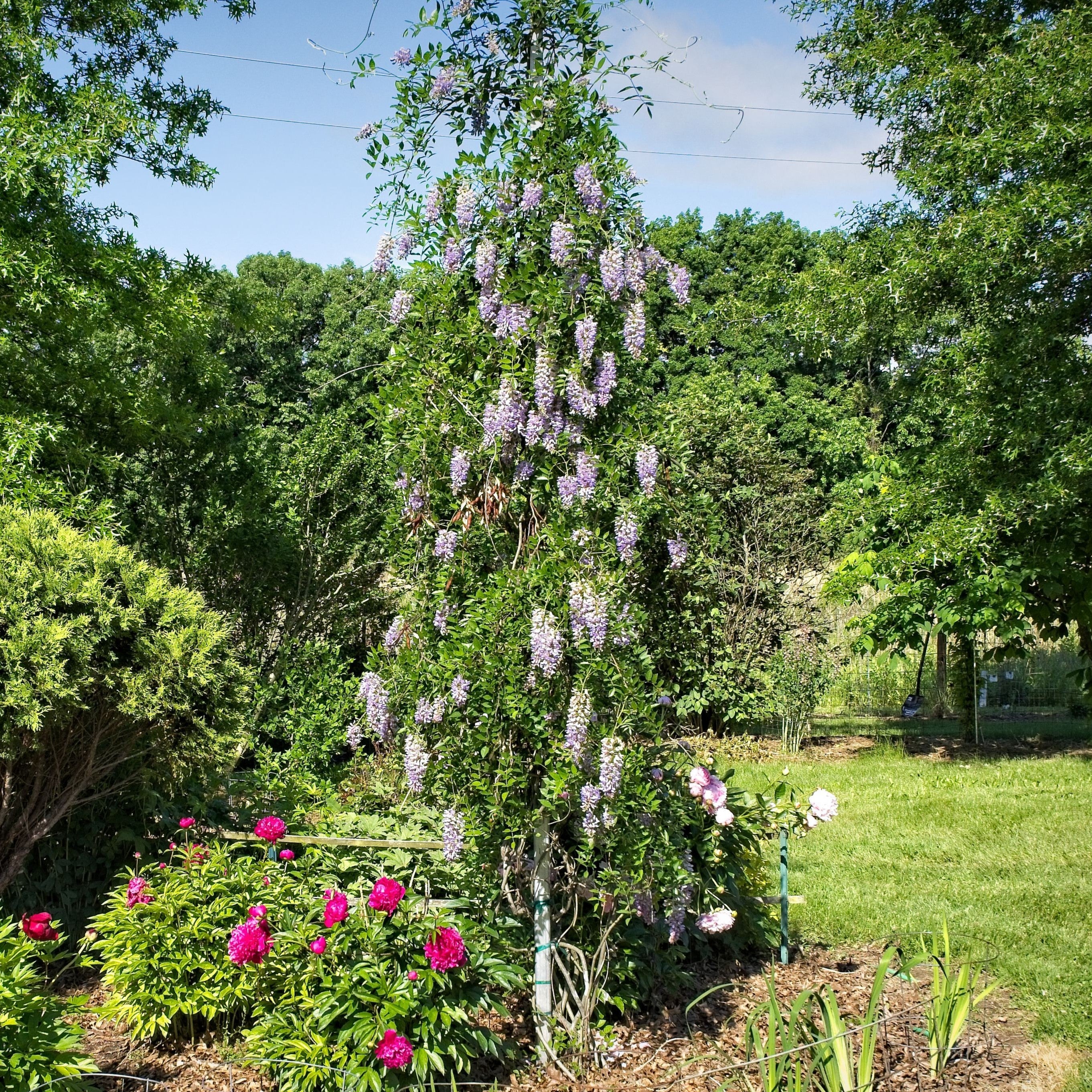 Wisteria 'Blue Moon' Potted Wisteria Plant