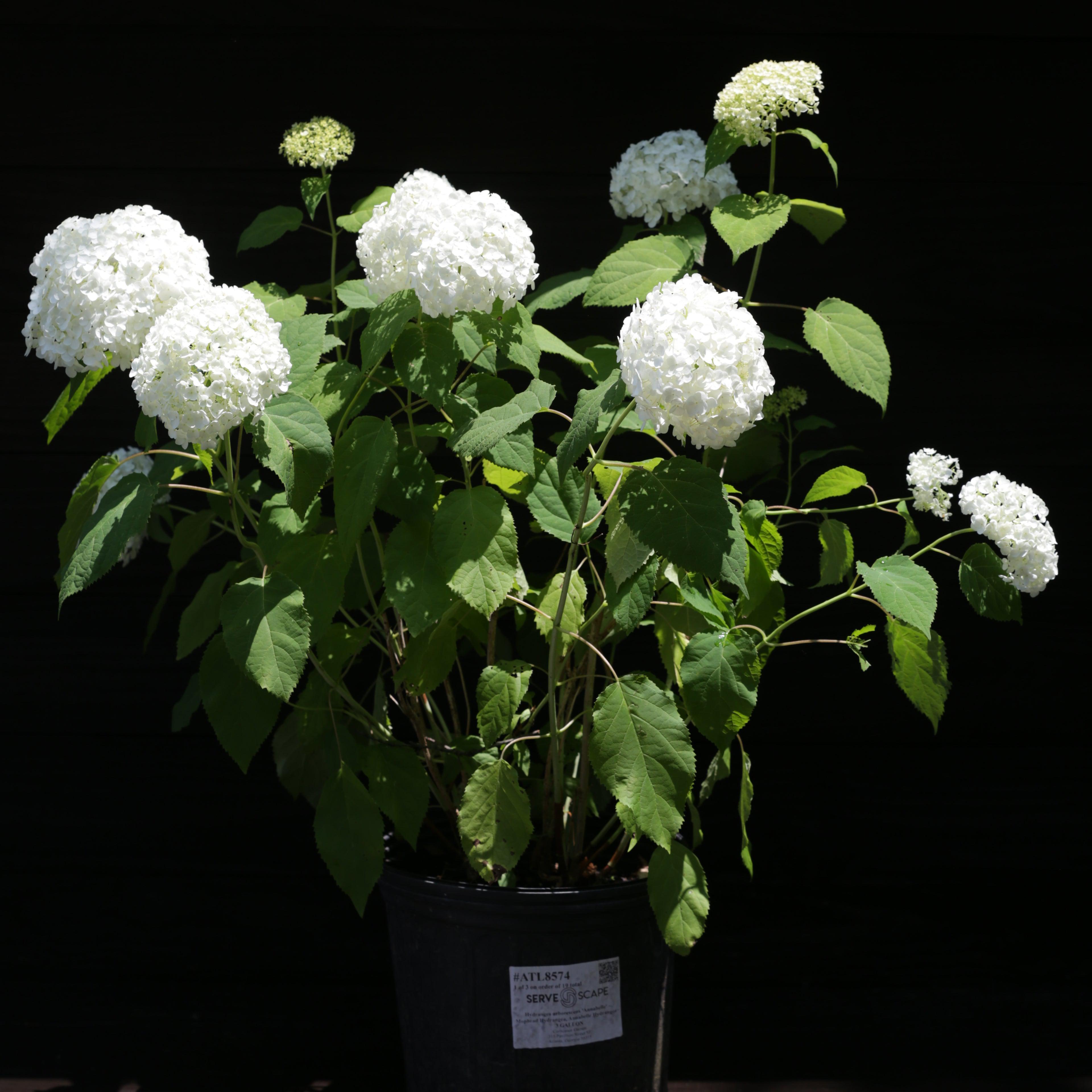 Hydrangea Annabelle Potted Smooth Hydrangea Bush
