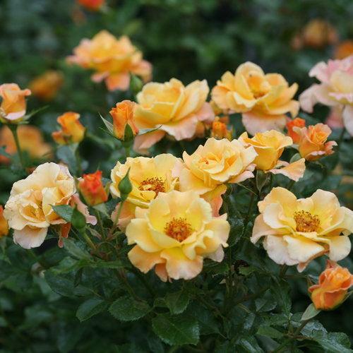 Oso Easy® Suñorita® Potted Rose Bush