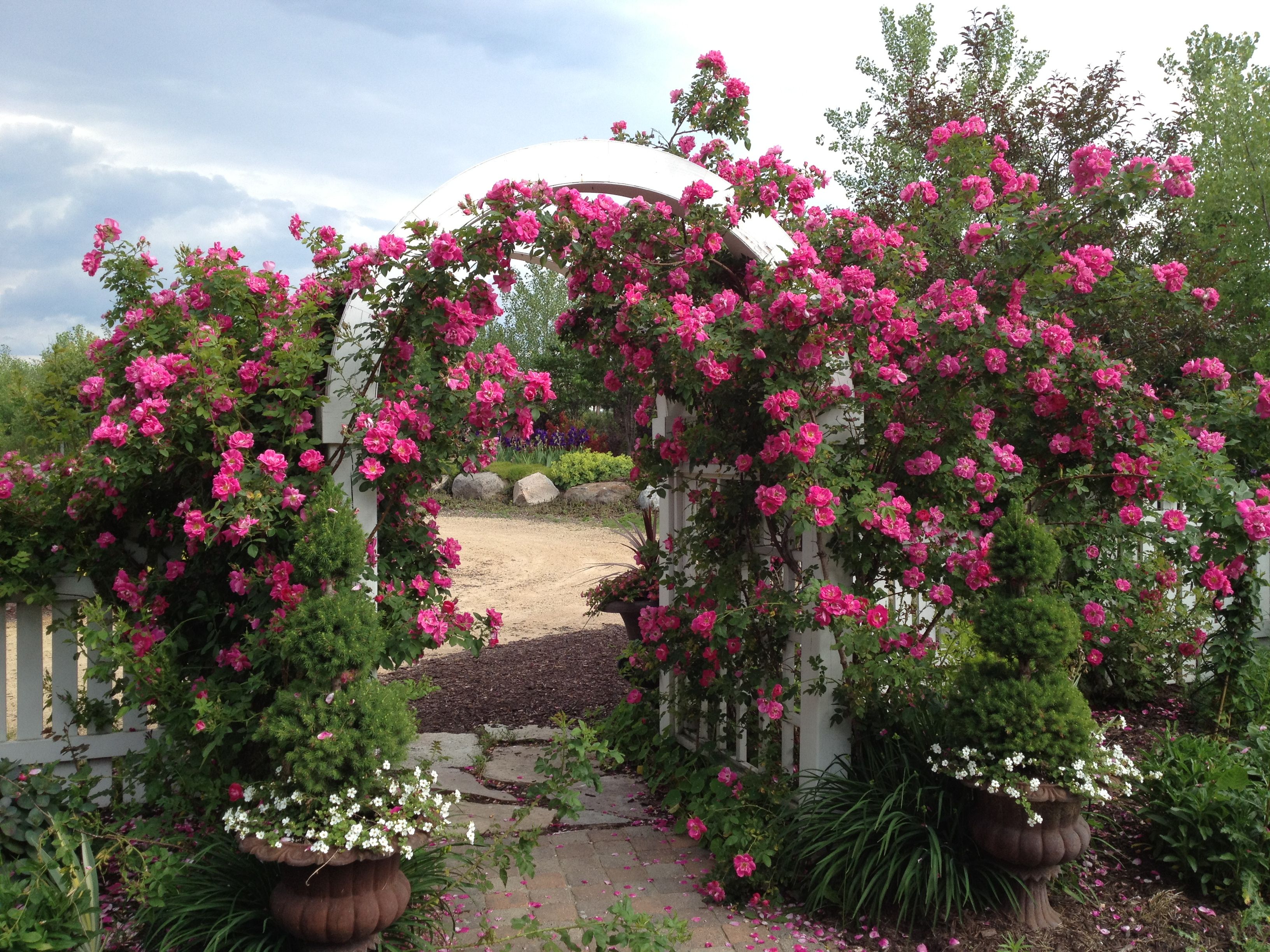 Trailblazing Beauty: The Story of Dr. Felicitas Svejda and the Explorer Roses