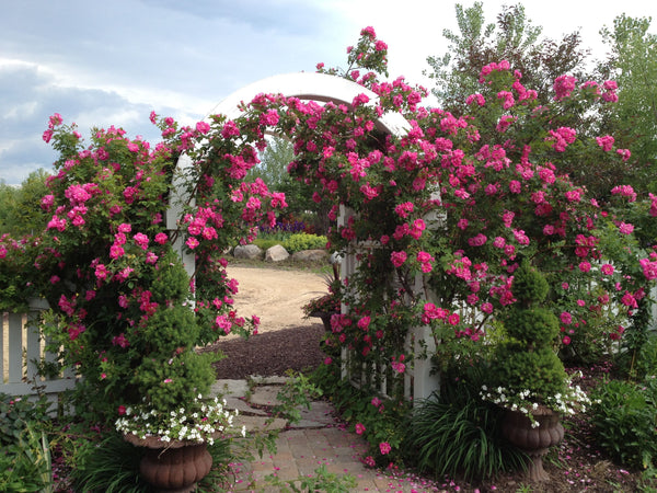 Trailblazing Beauty: The Story of Dr. Felicitas Sveida and the Explorer Roses