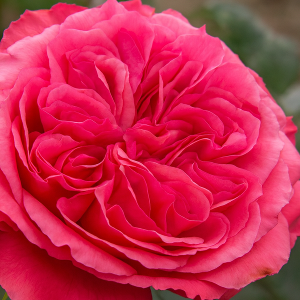 10 Grand Roses for a Truly Breathtaking Garden