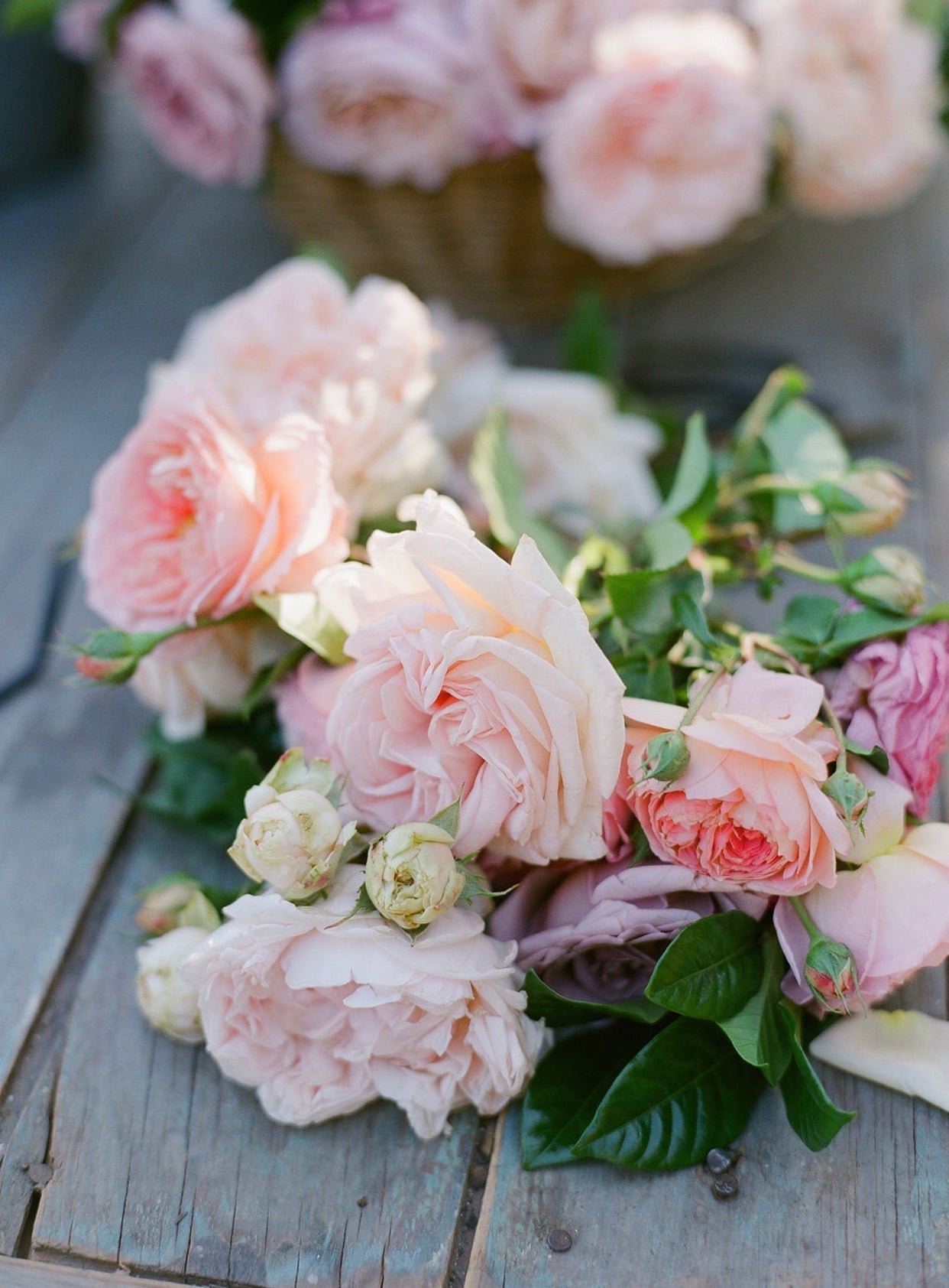 What a Rose Garden Should Feel Like (Not Just Look Like)