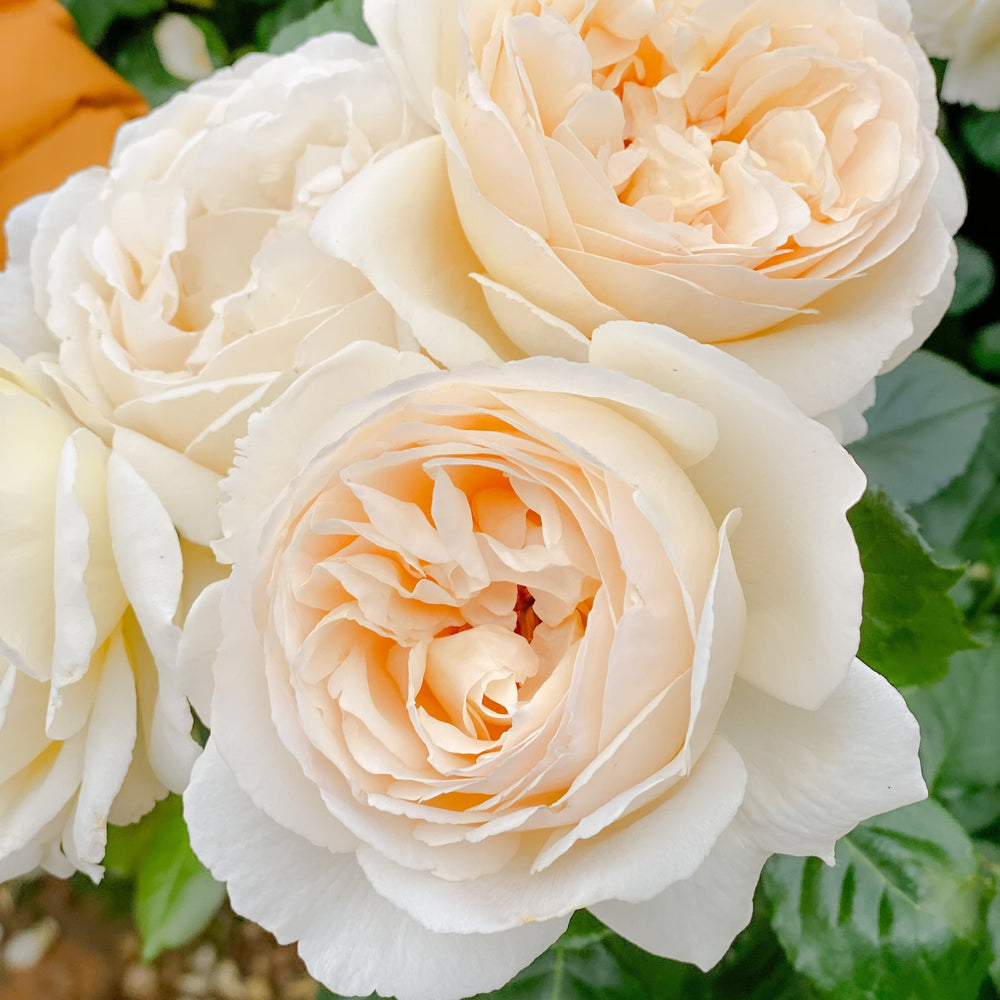 Grace Rose Farm Blog